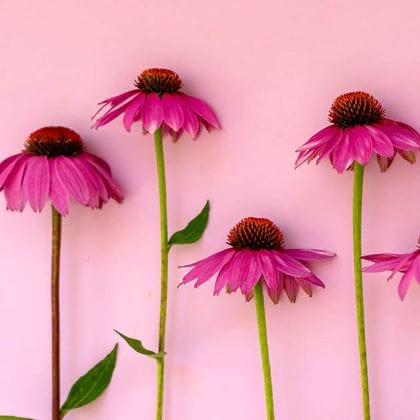 Echinacea