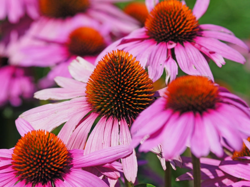 Echinacea: proprietà, benefici e quando usarla per le difese immunitarie