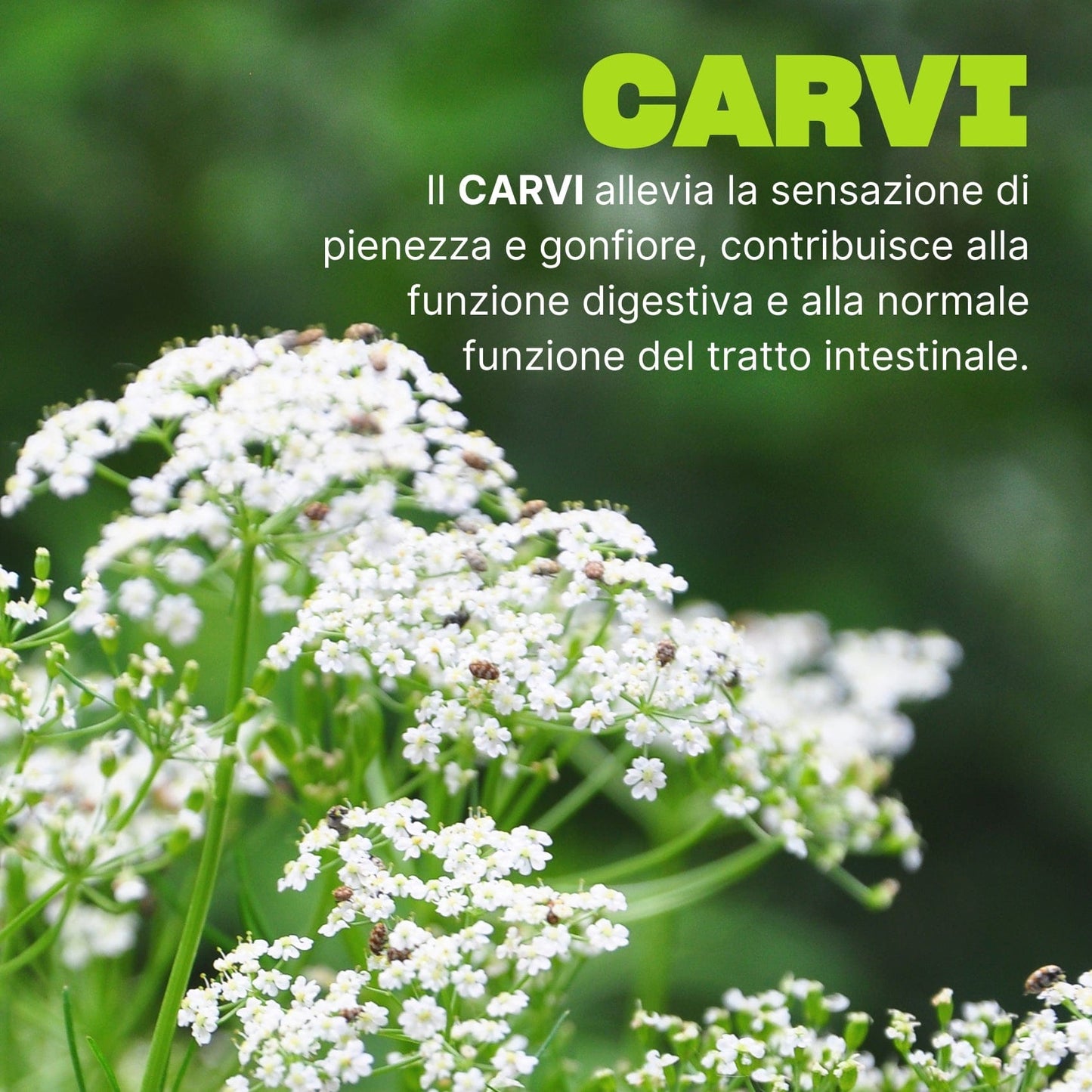 Swisse Ultiboost Gonfiore